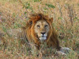 Serengeti National Park