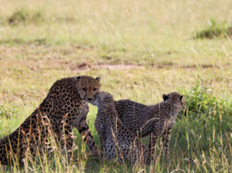 Kenia - vertedering