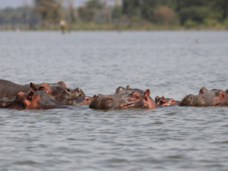 Kenia - moeder wat is het heet