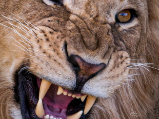 Masai Mara - Lion Masai Mara