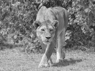 Serengeti National Park - Focus, believe and achieve