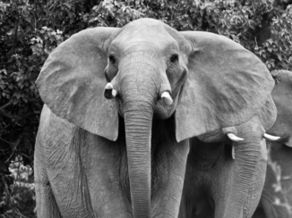 Botswana - Olifant