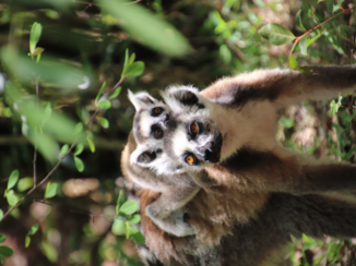 Madagaskar - Ringstaartmaki