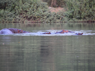 Ghana - nijlpaarden