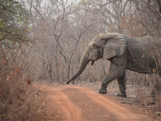 Ghana - mole park