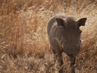 Serengeti National Park - pumba