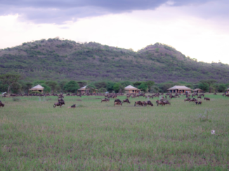 Serengeti National Park - Overnachten in The Serengeti met The Great Migration voor de tent