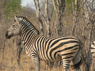 Zimbabwe