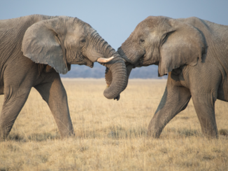 Namibië - Etosha in "the golden hour"