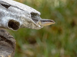 Tanzania - Schedelbewoner