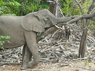 Tanzania - Even rust