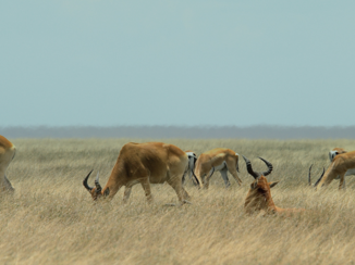 Serengeti National Park - grazende gazellen