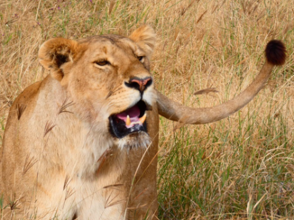 Serengeti National Park