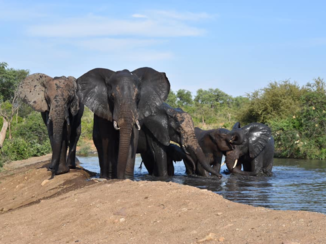 Krugerpark - Lazy Sunday