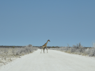 Namibië - Overstekend wild