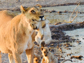 Namibië - Leeuwin met pubers