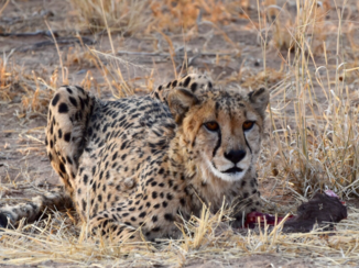 Namibië - Cheetah