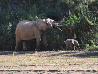 Namibië - desert adapted elephants