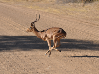 Namibië - oversteken