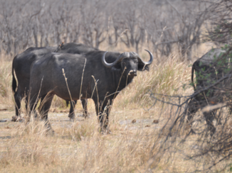 Namibië - in het wild