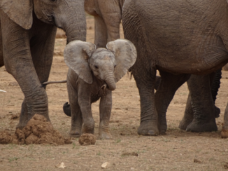 Krugerpark - Baby olifant
