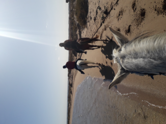 Egypte - Hurgada paardentrip