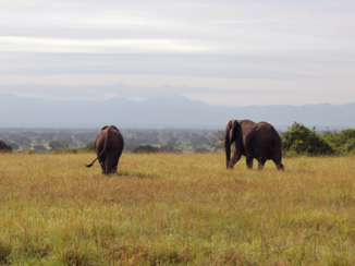 Queen Elizabeth National Park